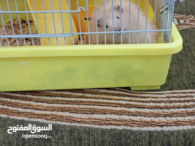 هامسترات سوريات اثنين للبيع مع قفصين ومشربيه مياه وصحن اكل وكرة ولبسه