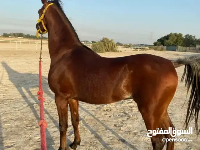 حصان واهو مصري للبيع