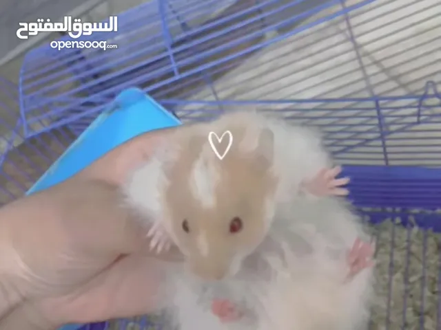 هامستر للبيع