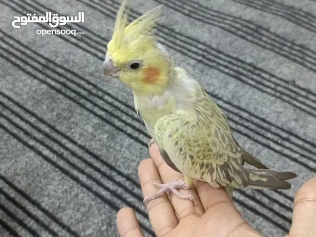 كوكتيل نثاية يبيضن بدون فحل