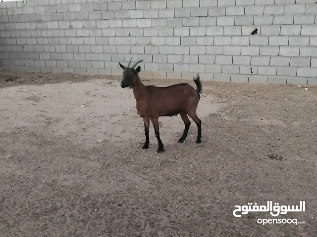 عنز الالبين فرنسي