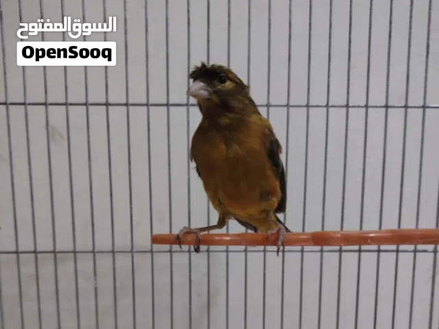 جوز كنار الفحل مقمبر