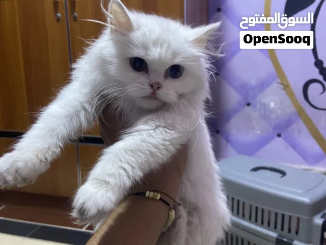 قط شيرازي للبيع لون أبيض عمر خمسة أشهر.