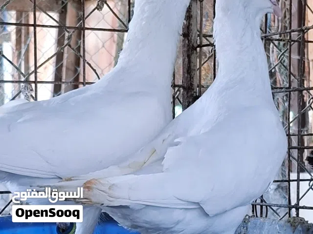 ازواج حمام زينة فاخرة عينك ميزانك  وحجول حمام زينة