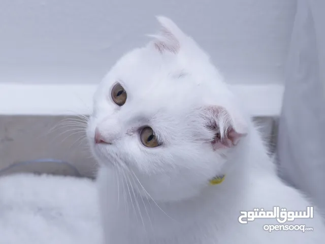 سكوتش فولد للتبني