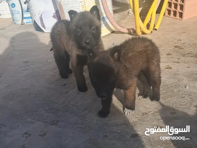 كوبلا مالينوا شاربوني مهتم يبعث بريفي