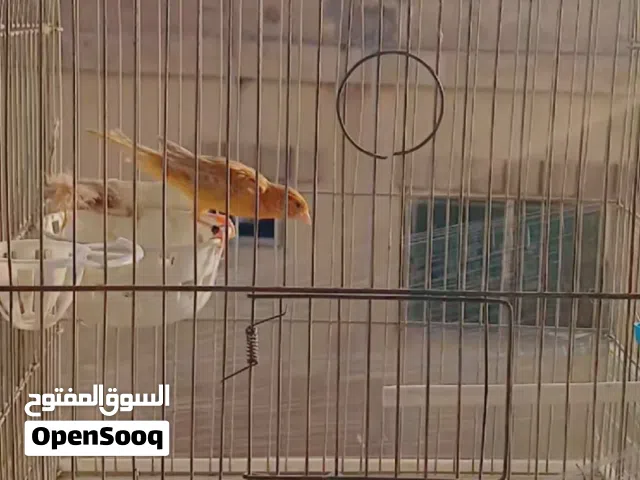 طيور كنار للبيع