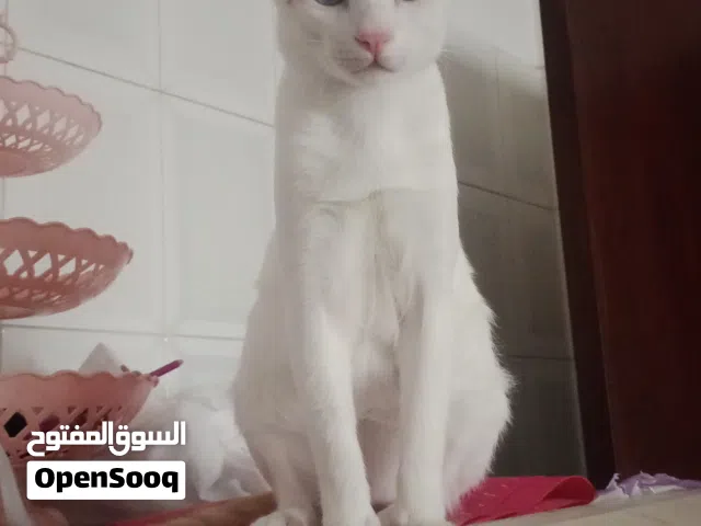 قط يطلب تزاوج للتبني