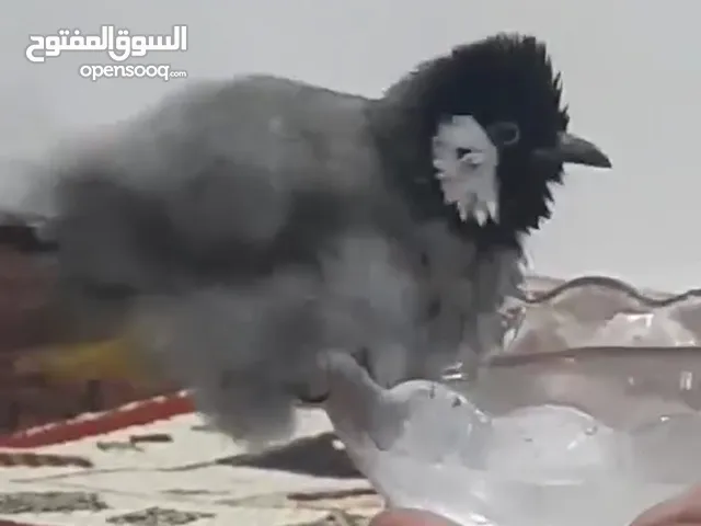 بلبل اليف مع قفص