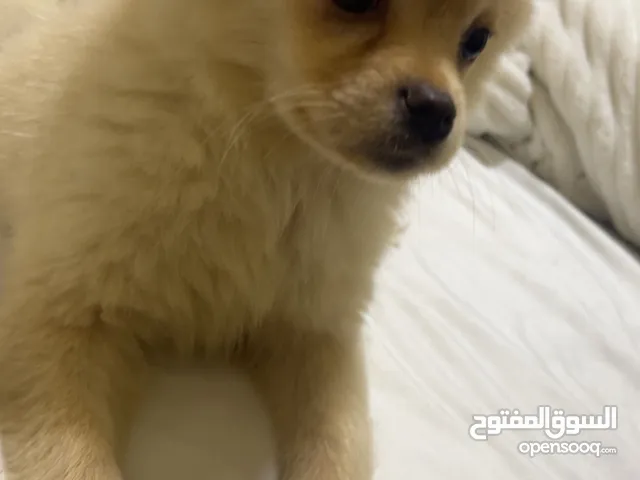 كلب شيواوا ذكر العمر شهران