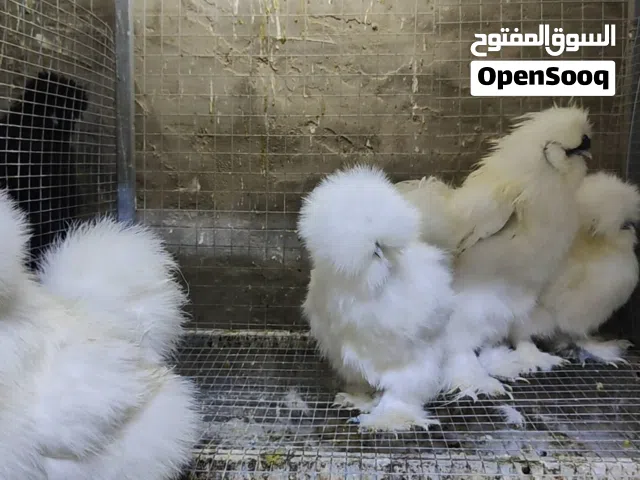 صوص مصوف امريكي وجاج مصوف امريكي للبيع
