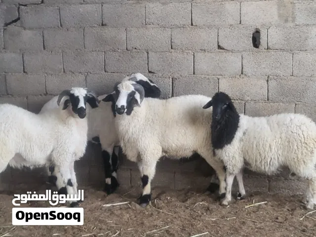 حوالة ربي يبارك