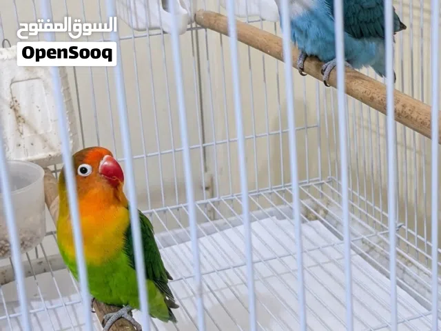 زوج غندور فيشر