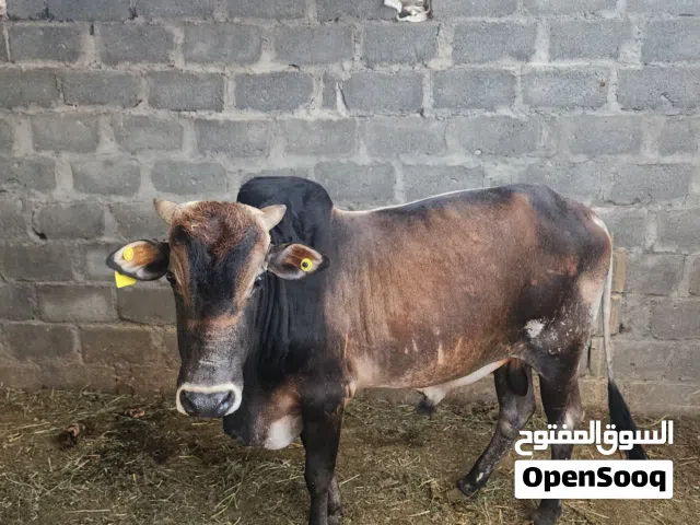 ثور مطعوم  للبيع