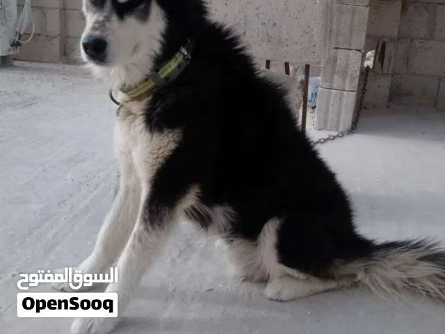 مطلوب كلب لتبني اي عمر فزرقاء الجديدة