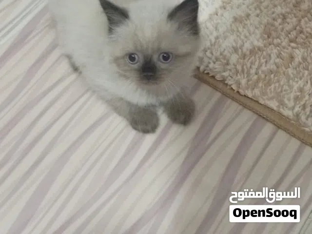 قطط صغيره للبيع