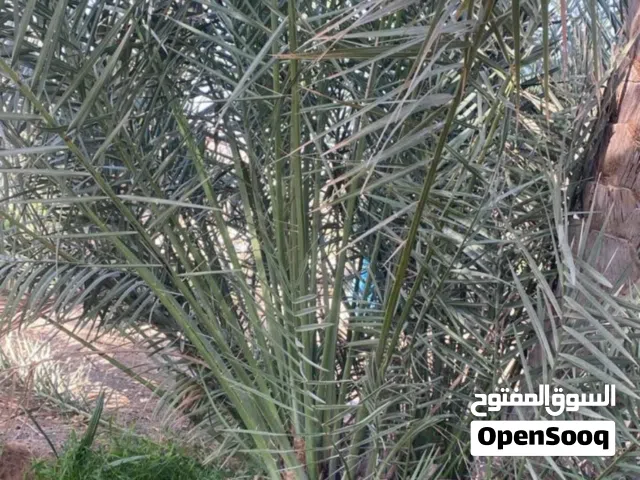 فسائل نخيل للبيع