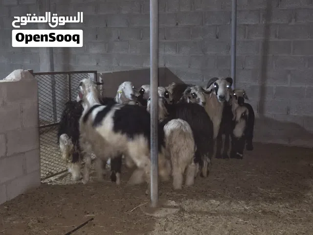 اضاحي نجديات