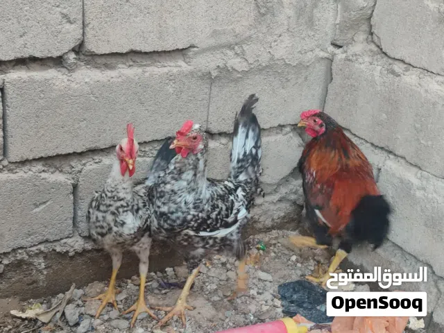 ثلاث ديوجة بسعر 25 الف بس
