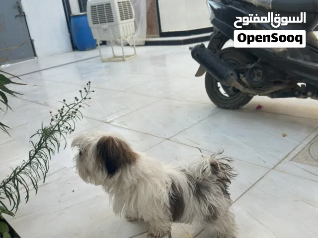 كلب شيزو .