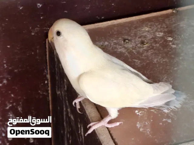 موجود دكر و طرف انتاج