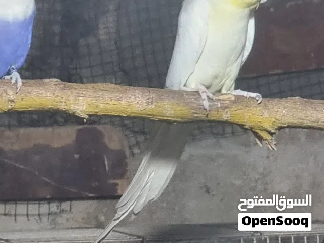 فحل كوكتيل شرط الشد والتبزير