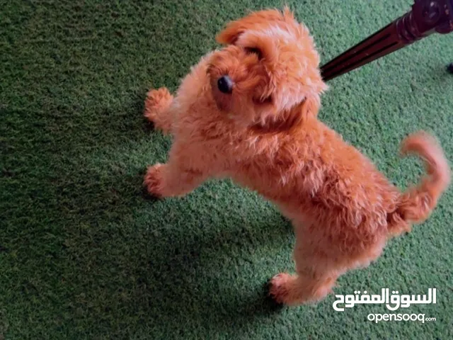 كلب بودل للبيع
