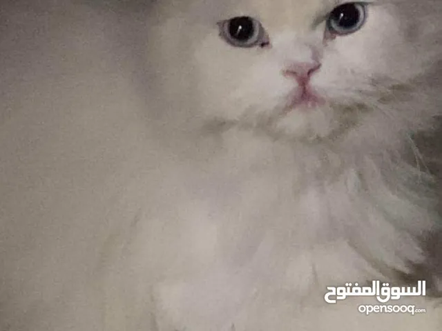 ذكر شيرازي