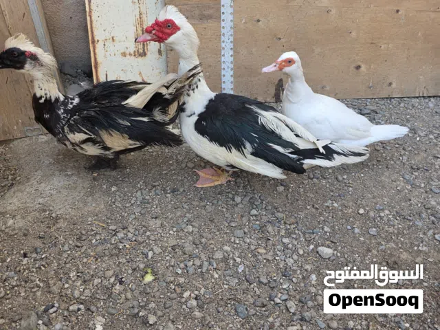 بط مسكوفي مصري منتج حجم كبير