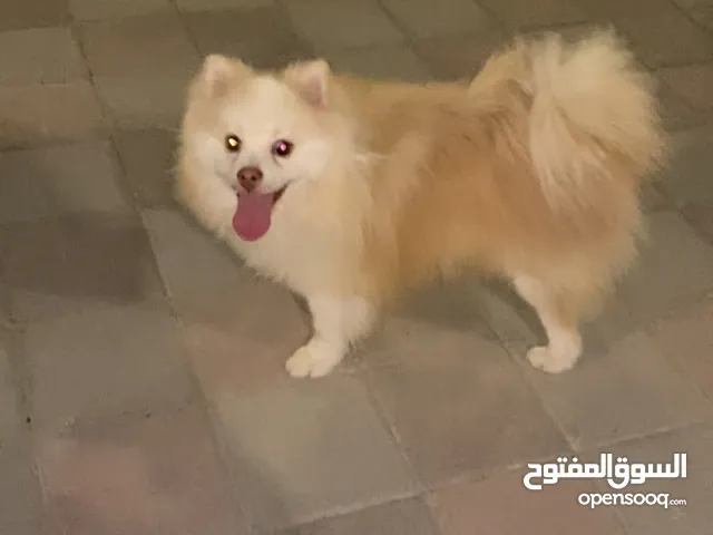 Dog Pomeranian