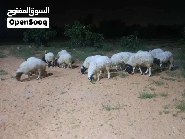 سلام عليكم  عندي خرفان من 2350لي2750