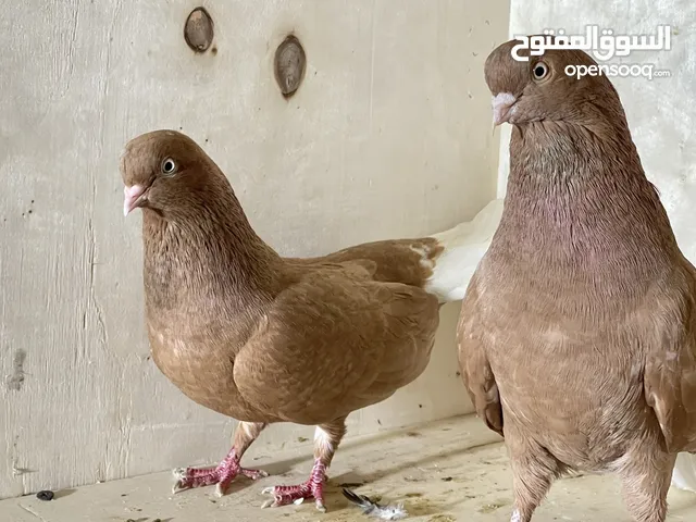حمام نظيف شغال سعر مناسب لكل جوز_____
