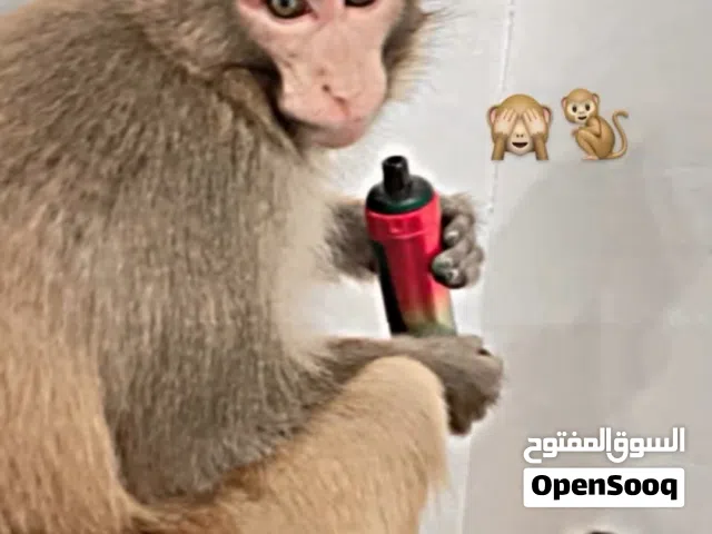قرده العمر سنه النوع أفريقي جاهزه للتبزير اليفه السعر 850،وبيها مجال للشراي المكان البصره