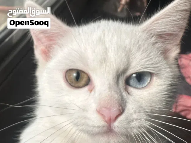 beautiful kittens  breed Khao manee mad British log hair vaccinated dewormed microchip everything