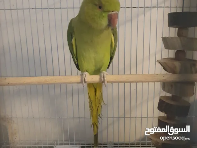 طيره دره جاهزه شبه أليفه