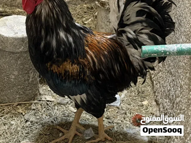 ديج كحلي سياف للبيع