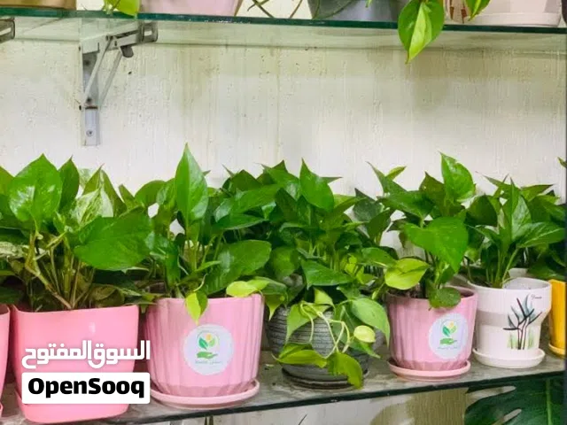 نبات داخليه