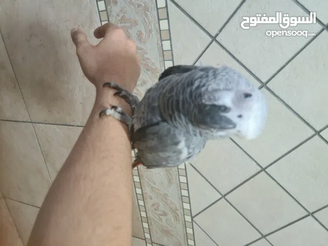 Young,healthy and trained african gray parrot in RAK.