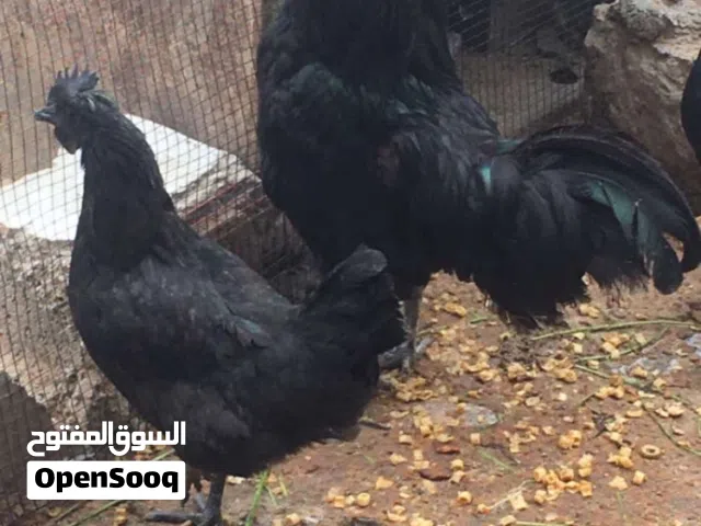 بسم الله متوفر بيض لمبرجيني للبيع لي التفاصيل اقرا الوصف