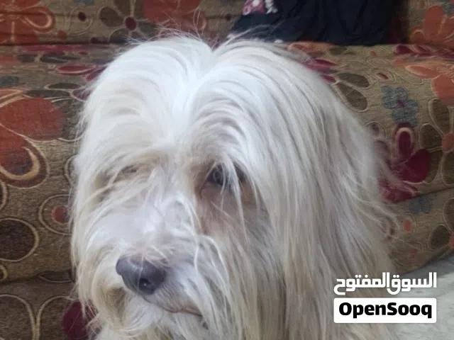 للبيع بسعر 25 ليره