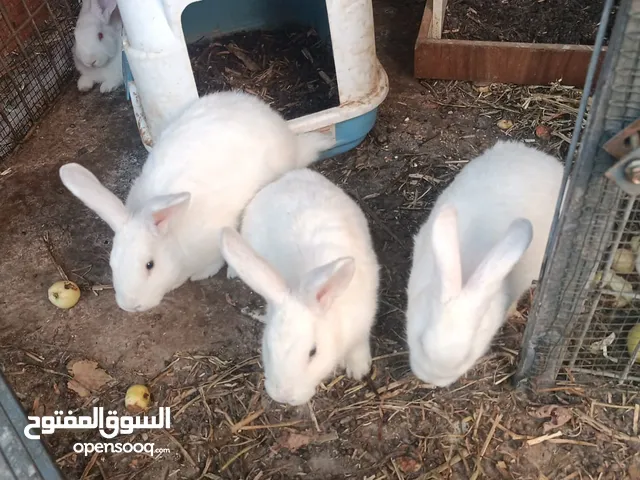 ارانب هولندي نخب اول بضاعة نضيفة للترباية الكيلو 25 شيكل