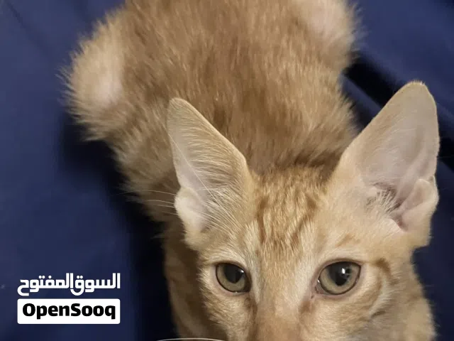 قط ذكر برتقالي لطيف 3اشهر