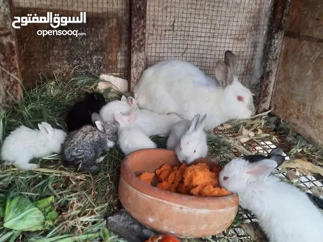 أرانب 8 مع امهم