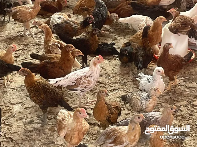 دجاج عماني فرنسي هجين بصحه جيده