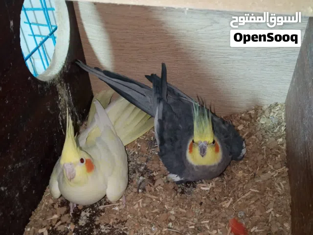 جوز كوكتيل أليفات مشاء الله عليهم  صحه ونظافة مع قفصهم والكوخ