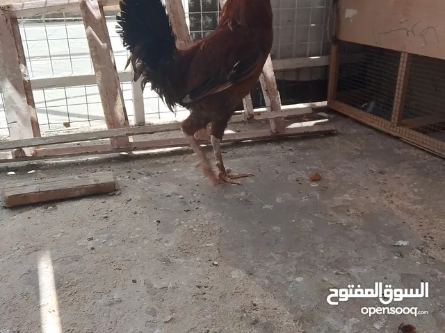 ديك ب5 لرات موجود رصيفه