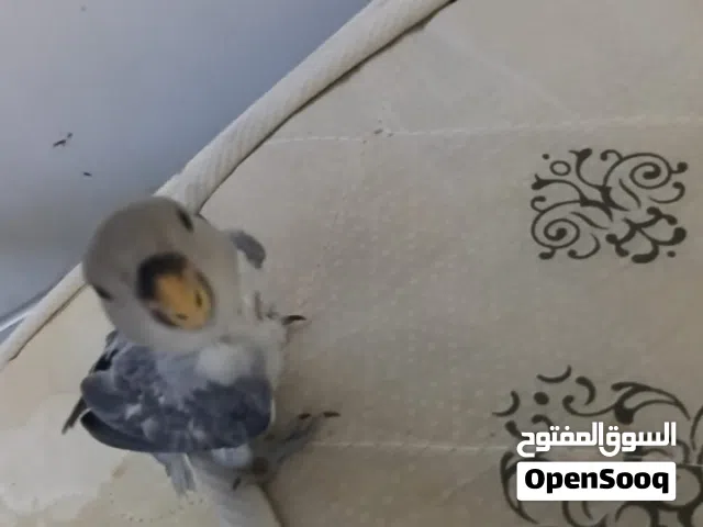 للتوضيح الصور قديمه له من اسبوعين الباقي الموصفات تحت