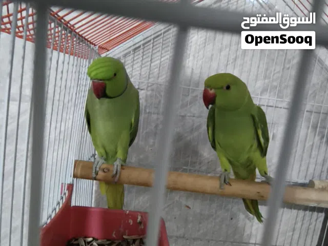 دره هندي زوج
