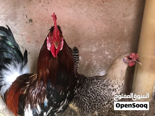 دجاجه وديج لبيع