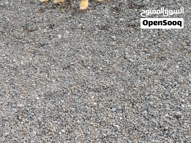 فروخ بط مصري انتاج طبيعي بدون فقاسه